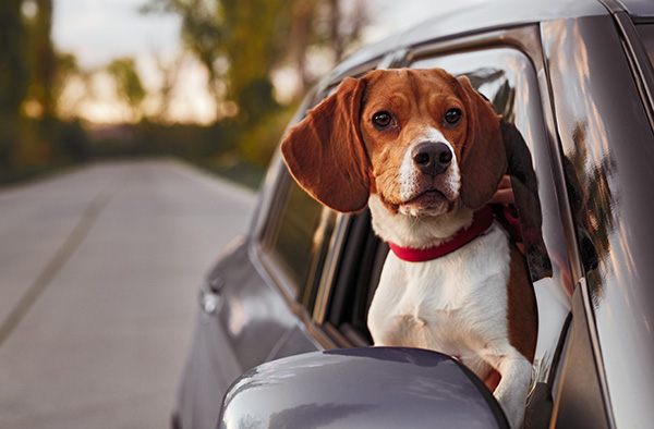 Top Tips for Traveling with Pets